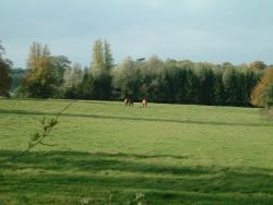 Byford Farm Services horses grazing
